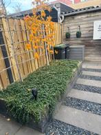 3 stuks Amberbomen lei, Tuin en Terras, Ophalen, Halfschaduw, Leiboom, 100 tot 250 cm