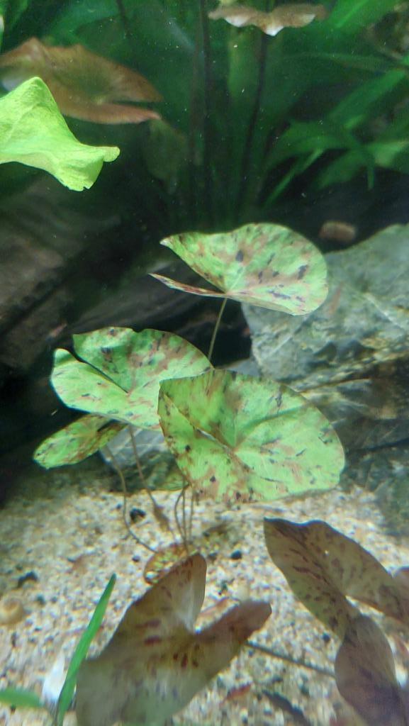 Nymphaea Micrantha - Tri-coloured lotus, Dieren en Toebehoren, Vissen | Aquaria en Toebehoren, Nieuw, Plant(en), Steen of Hout