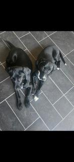 1x leuke puppies, kruising dalmatier / golden retriever, Dieren en Toebehoren, Golden retriever, Rabiës (hondsdolheid), 8 tot 15 weken