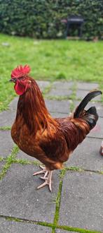 2 hanen zoeken huisje (Gratis), Dieren en Toebehoren, Pluimvee, Mannelijk, Kip