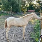 Perlino hengst veulen, Dieren en Toebehoren, Paarden, Hengst, 0 tot 2 jaar