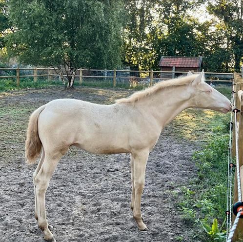 Perlino hengst veulen, Dieren en Toebehoren, Paarden, Hengst, 0 tot 2 jaar