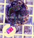 Zeeaquarium koraal acropora tricolor, Dieren en Toebehoren, Gevuld zeewateraquarium, Ophalen of Verzenden