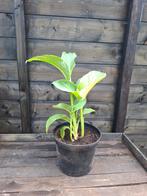 Canna, gele bloemen, Ophalen, Zomer, Overige soorten, Volle zon