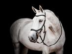 Rambo Micklem 2 Competition Bridle, Pony, Cob, Full, XFull, Dieren en Toebehoren, Ophalen of Verzenden, Nieuw