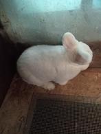 Wener konijnen, Dieren en Toebehoren, Konijnen, Meerdere dieren, Groot, 0 tot 2 jaar