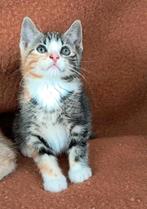 Schattige kittens. 9 weken. Moeder Mainecoon, Dieren en Toebehoren, Katten en Kittens | Overige Katten, Meerdere dieren, Kortharig