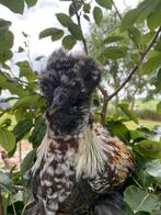 🐓USA zijdehoen haantje (16wk)🐓, Dieren en Toebehoren, Pluimvee, Mannelijk, Kip