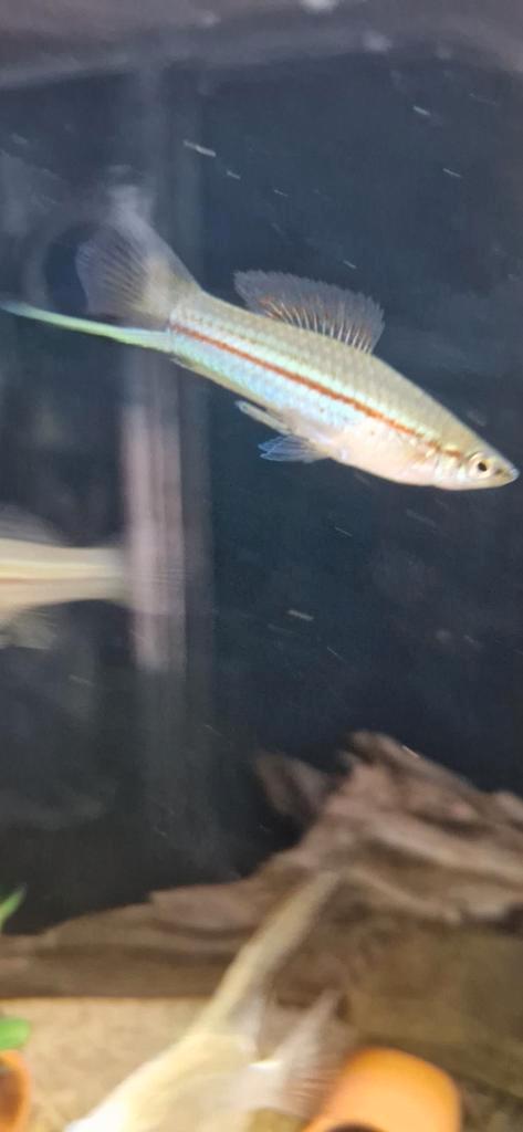 Groene zwaarddragers, Dieren en Toebehoren, Vissen | Aquariumvissen, Vis, Schoolvis