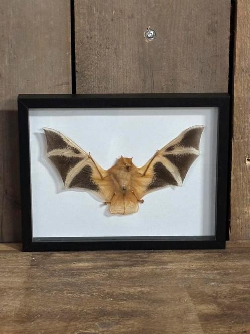 Opgezette vleermuis in lijst, Verzamelen, Dierenverzamelingen, Nieuw, Opgezet dier, Insect, Ophalen of Verzenden