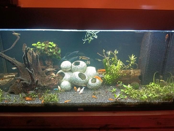 Aquarium vissen te koop, Dieren en Toebehoren, Vissen | Aquariumvissen, Vis