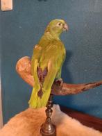 Oogezette amazone papegaai, Ophalen of Verzenden