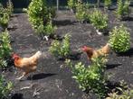 Gevraagd (oude) kippen voor op onze snijheesterkwekerij, Dieren en Toebehoren, Pluimvee, Kip, Vrouwelijk