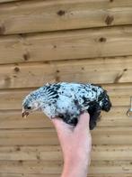 Mooie raszuivere kippen, Meerdere dieren, Kip