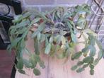 lidcactus groene kamerplant, Ophalen, Halfschaduw, Cactus, Minder dan 100 cm