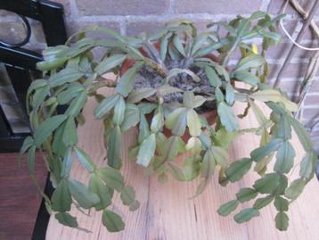 lidcactus groene kamerplant beschikbaar voor biedingen