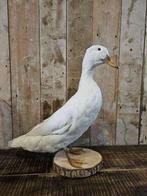 opgezette witte eend ``WOONWINKEL RUSTIEK``, Verzamelen, Dierenverzamelingen, Ophalen of Verzenden, Gebruikt, Vogel, Opgezet dier