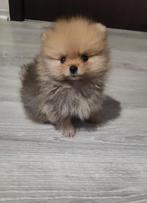 Pomeriaan pups pomeriaan, Dieren en Toebehoren, Particulier, 15 weken tot 1 jaar, Reu, Buitenland