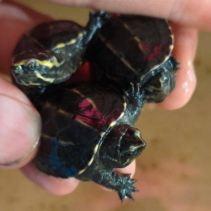 Kinosternon baurii, mini waterschildpadjes