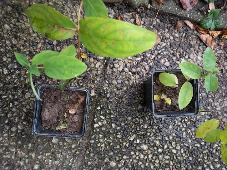 hertshooi Hypericum androsaemum is halfwintergroen, Tuin en Terras, Planten | Tuinplanten, Vaste plant, Overige soorten, Halfschaduw