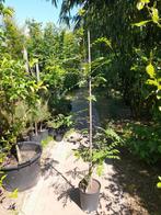Sorbus forrestii zeldzame chinese lijsterbes, Ophalen, Volle zon, Overige soorten