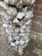 couronne decoratieve stam groot  cacho de coco, Ophalen of Verzenden, 'T Olde Gre-j, Info@toldegrej.nl, Endepoelstraat 20f Didam