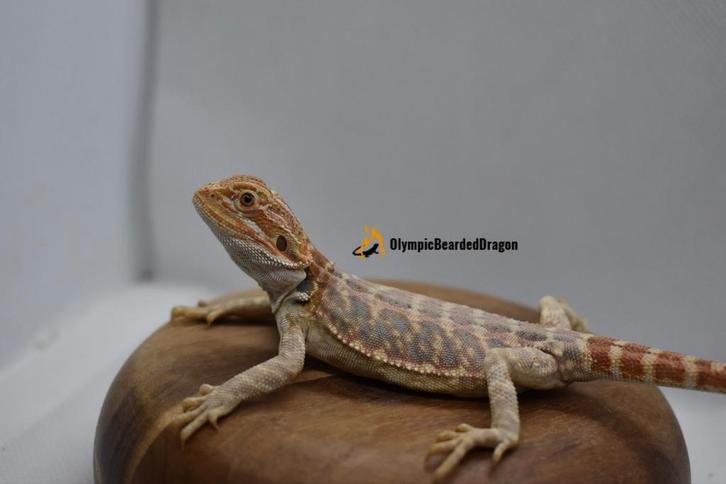 Baardagaam vrouw Orange bluebar Leatherback hypo het trans