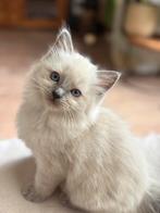 Prachtige ragdoll kittens!!, Dieren en Toebehoren, Meerdere dieren, Ontwormd, 0 tot 2 jaar