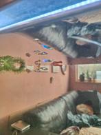 Guppies m/v verschillende kleuren, Dieren en Toebehoren, Vis, Zoetwatervis