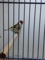 Major putter man 2025, Dieren en Toebehoren, Vogels | Overige Vogels, Mannelijk, Wildzangvogel, Geringd