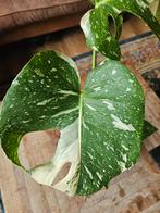 Monstera variegata, Huis en Inrichting, Kamerplanten, Ophalen, Overige soorten, Minder dan 100 cm