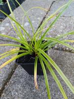 Carex morrowii 'Ice Dance' - Zegge, Vaste plant, Siergrassen, Ophalen of Verzenden, Bloeit niet