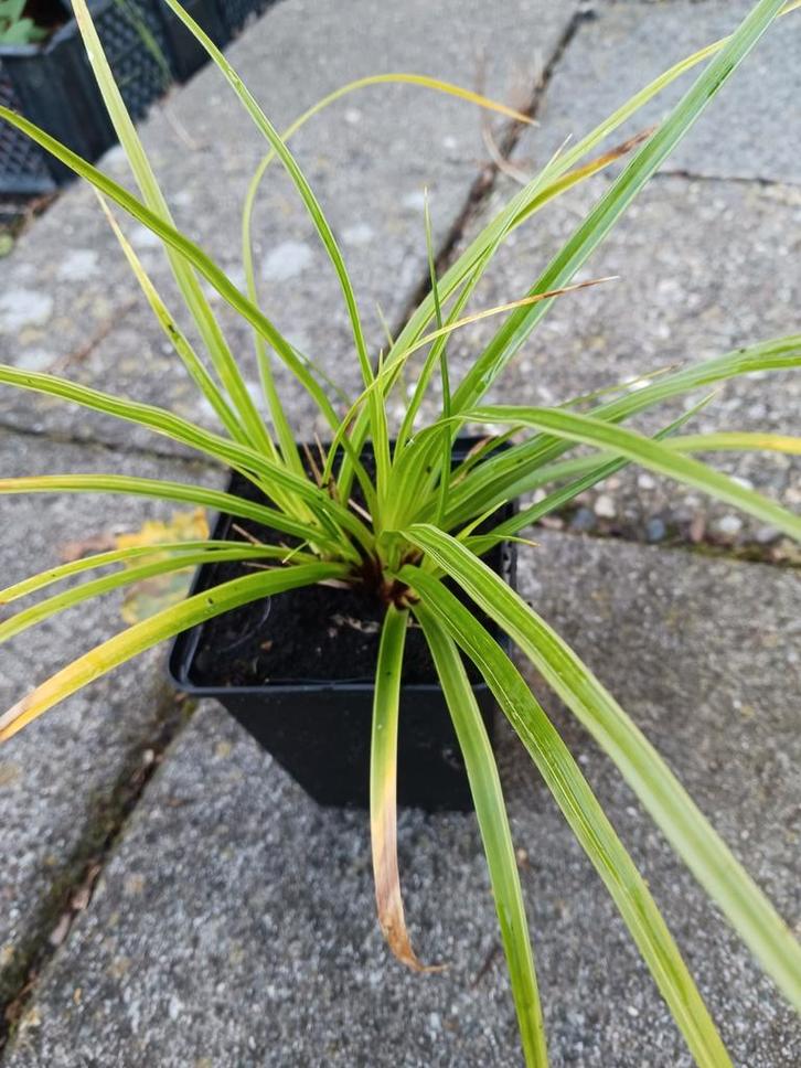 Carex morrowii 'Ice Dance' - Zegge, Tuin en Terras, Planten | Tuinplanten, Vaste plant, Siergrassen, Halfschaduw, Bloeit niet