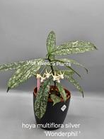 Hoya multiflora silver, Overige soorten, In pot, Minder dan 100 cm, Bloeiende kamerplant