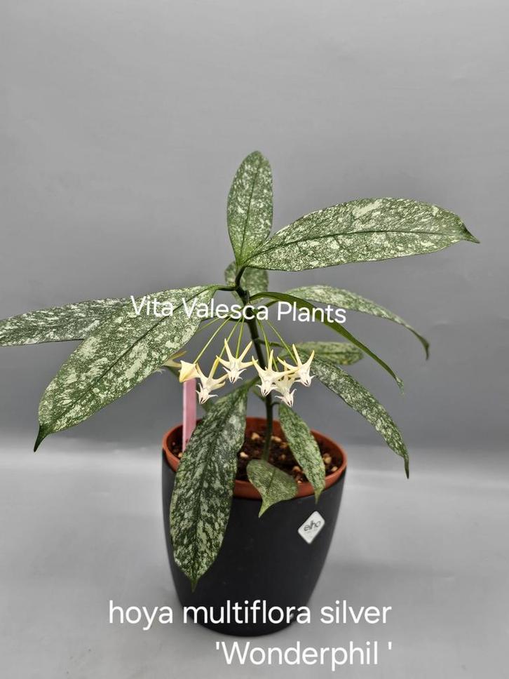 Hoya multiflora silver, Huis en Inrichting, Kamerplanten, Overige soorten, Minder dan 100 cm, Bloeiende kamerplant, Halfschaduw