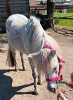 Lieve pony's zoeken enthousiaste verzorger, Dieren en Toebehoren, Ophalen, Nieuw