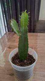 Cowboy cactus, Huis en Inrichting, Ophalen, Cactus, Volle zon, Minder dan 100 cm