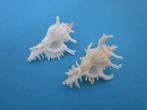 Schelpen: Muricidae & Coralliophiliidae, Verzenden, Schelp(en)