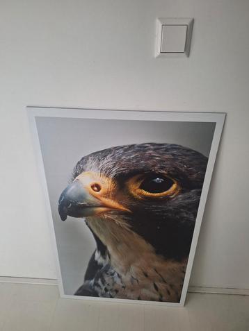 Torenvalk vogel foto valk kinderkamer kasteel taxidermie beschikbaar voor biedingen