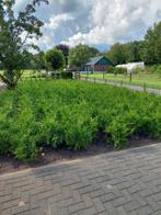 Te koop Thuja Brabant coniferen, Tuin en Terras, Ophalen of Verzenden