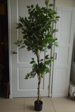 Nieuw! Kunstboom merk Kave Home Ficus benjamina 180 cm, Ophalen of Verzenden, Nieuw, Binnen