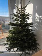 Gratis Kerstboom, Ophalen, Volle zon, Overige soorten, 100 tot 250 cm