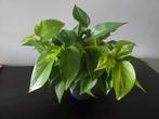 Epipremnun Aureum (Drakenklimop), Ophalen, Overige soorten, Halfschaduw, Minder dan 100 cm