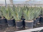 Aloe Dichotoma ( kokerboom) uit Namibie in potmaat 25cm., Vetplant, Ophalen of Verzenden, In pot, Minder dan 100 cm