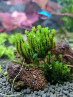 Rare moss, aquarium plant,, Dieren en Toebehoren, Ophalen of Verzenden, Zo goed als nieuw, Tak, Plant, Rots of Steen