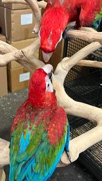 Süper Tamme Groenvleugels Aras 2025, Dieren en Toebehoren, Vogels | Parkieten en Papegaaien, Meerdere dieren, Papegaai, Pratend