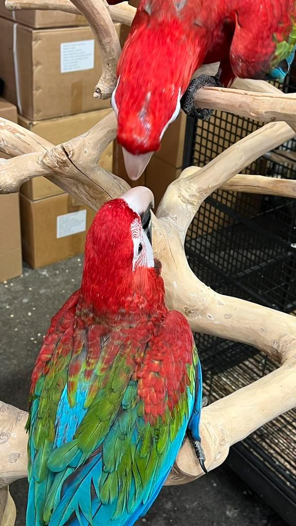 Süper Tamme Groenvleugels Aras 2025, Dieren en Toebehoren, Vogels | Parkieten en Papegaaien, Papegaai, Meerdere dieren, Pratend