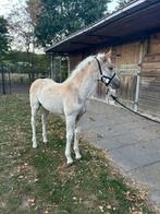 haflinger merrieveulen, Dieren en Toebehoren, Pony's, 0 tot 2 jaar, Onbeleerd, Recreatiepony, Gechipt