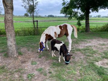Verzorg(st)er voor 2 ponyveulens gezocht beschikbaar voor biedingen