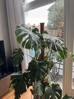 Grote Monstera plant incl. Sierpot en mosstok, Vaste plant, Bloeit niet, Halfschaduw, Ophalen